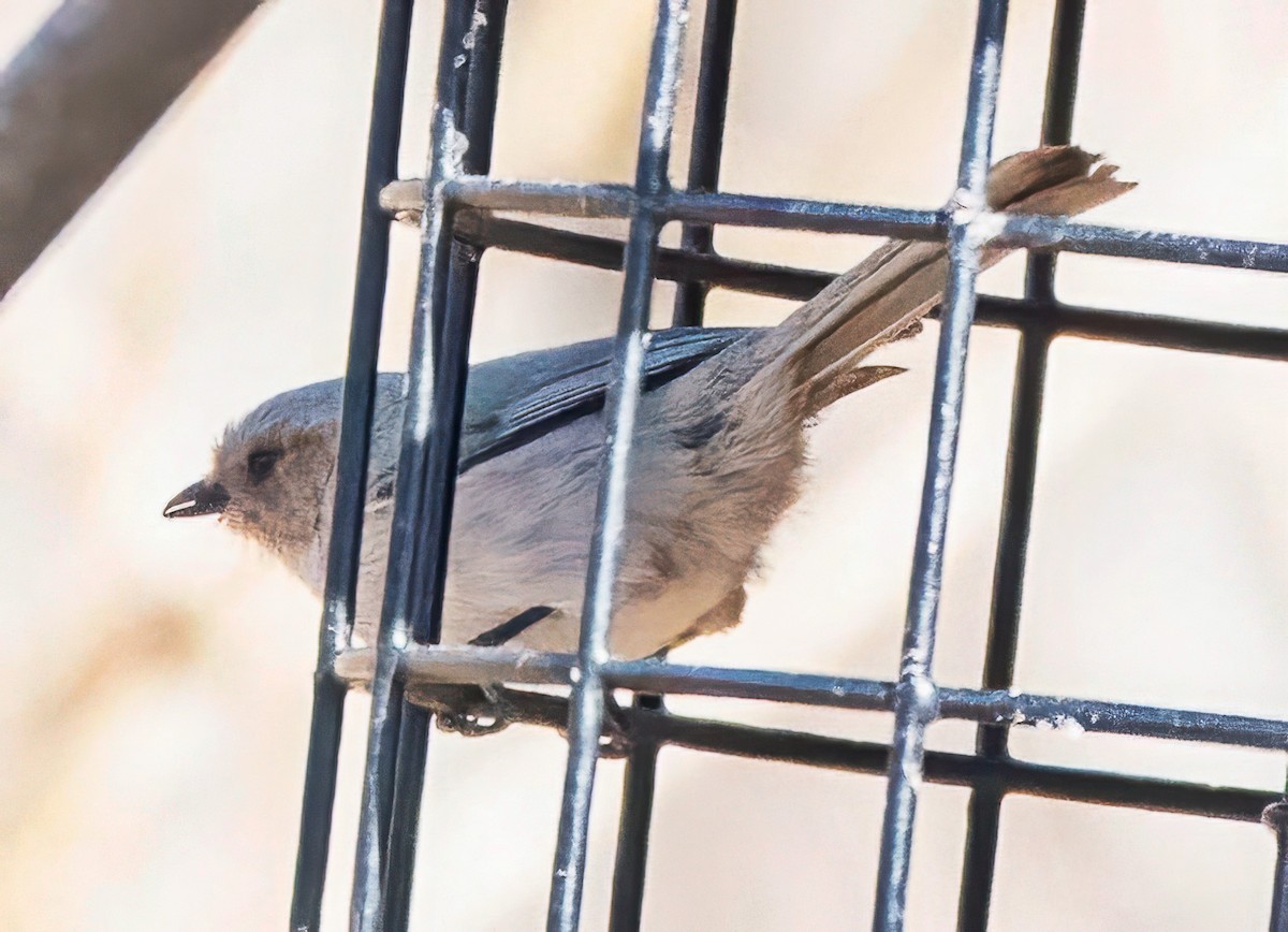 mlynařík americký - ML651876851