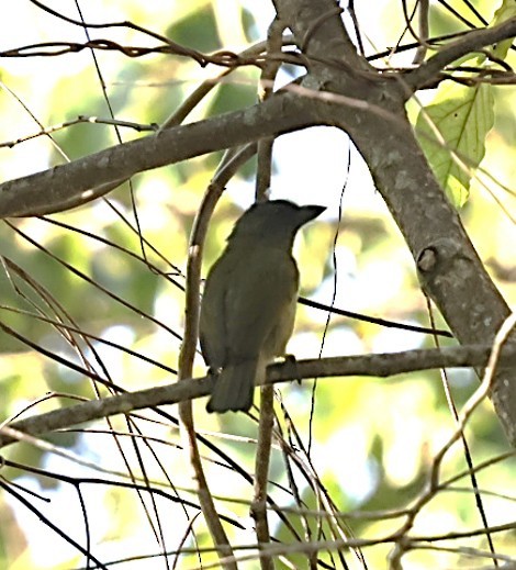 Barbudo Oliváceo - ML651877120