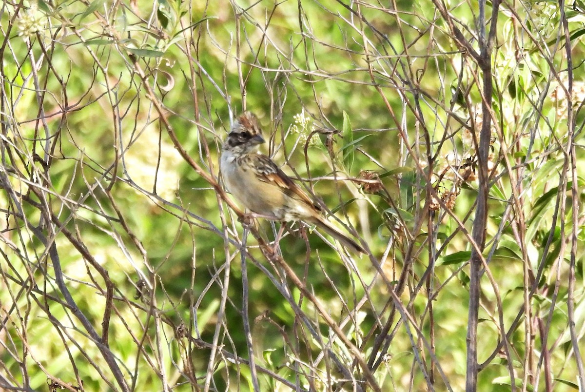 Rufous-collared Sparrow - ML651877136