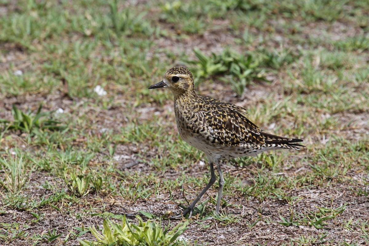 Pacific Golden-Plover - ML65187721