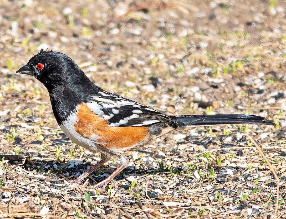 Spotted Towhee - ML651877270