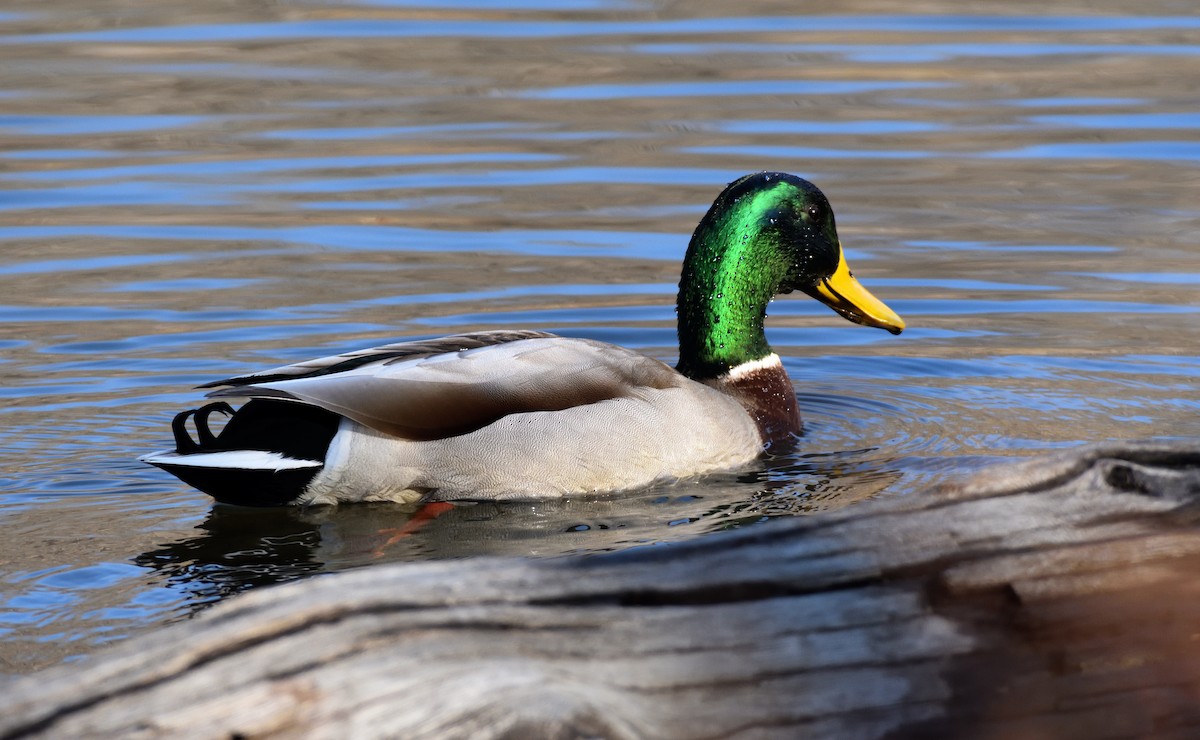 Mallard - ML651877476