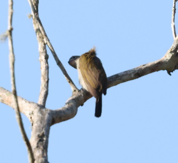 Lesser Honeyguide - ML651877615