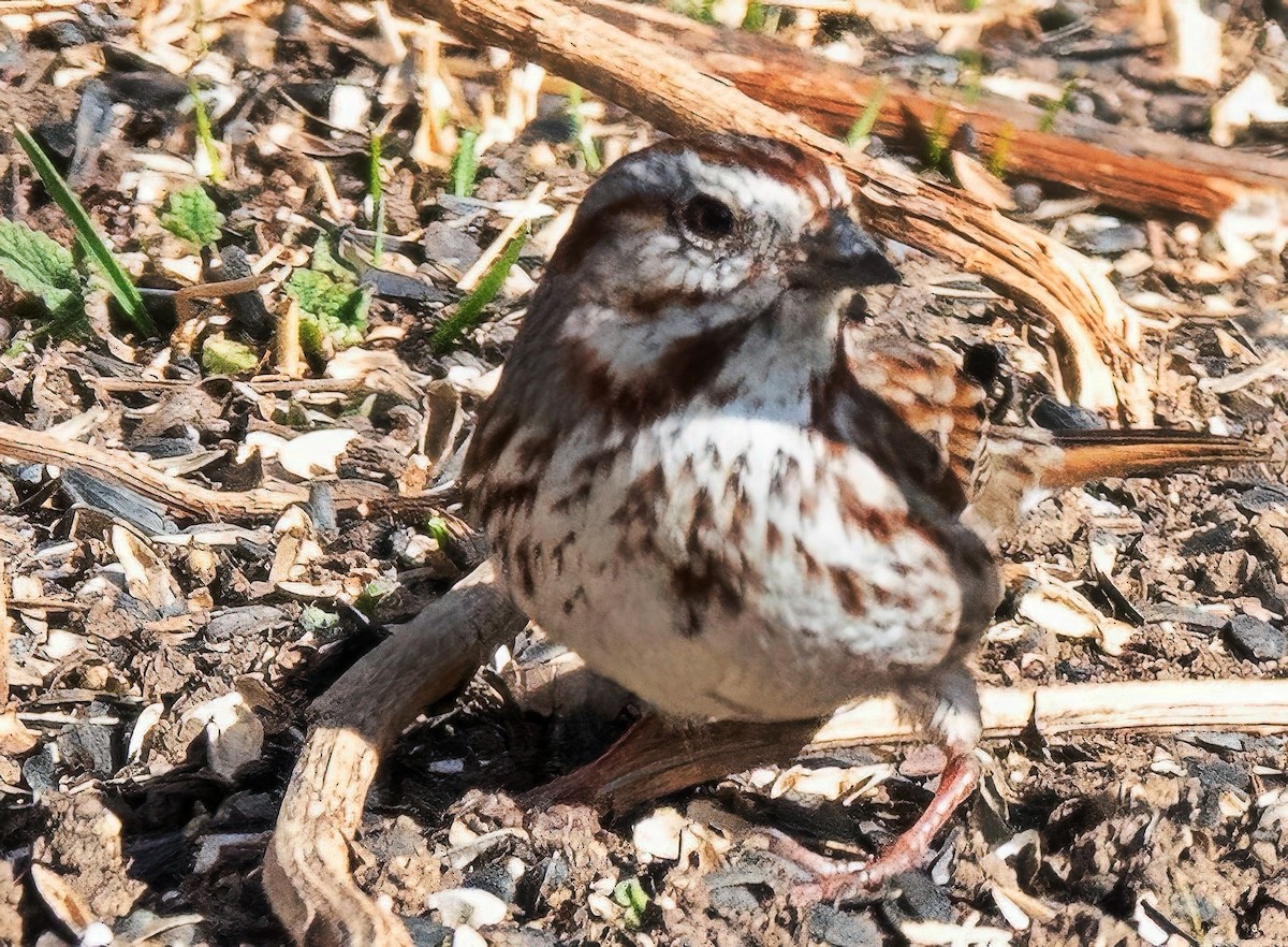 strnadec zpěvný - ML651877763