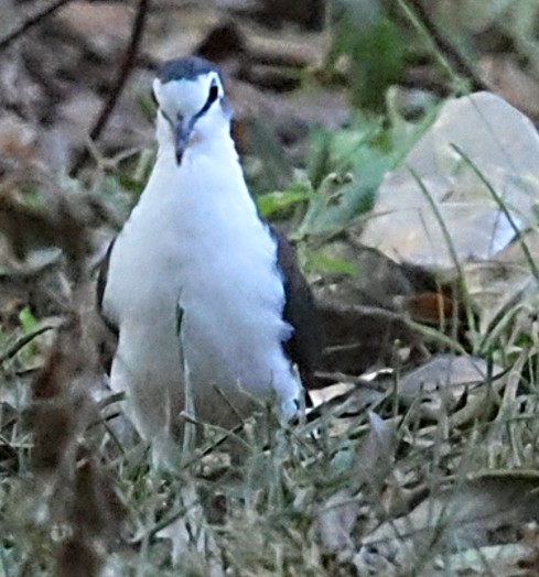 タンバリンバト - ML651877983