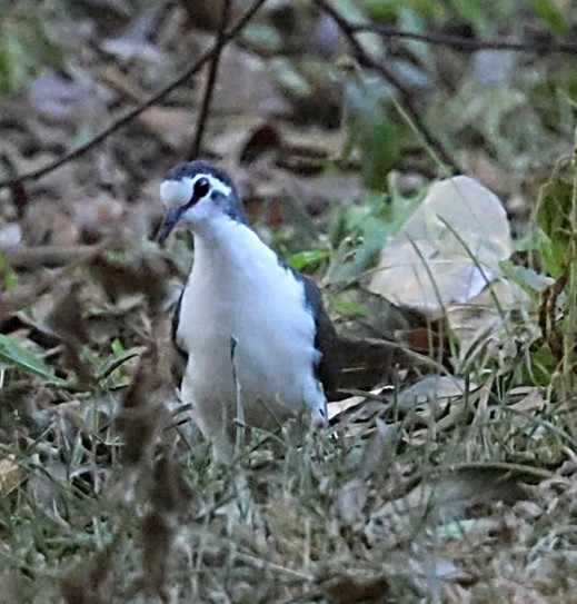 タンバリンバト - ML651877993