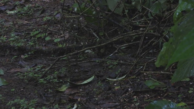 Uniform Crake - ML651878129