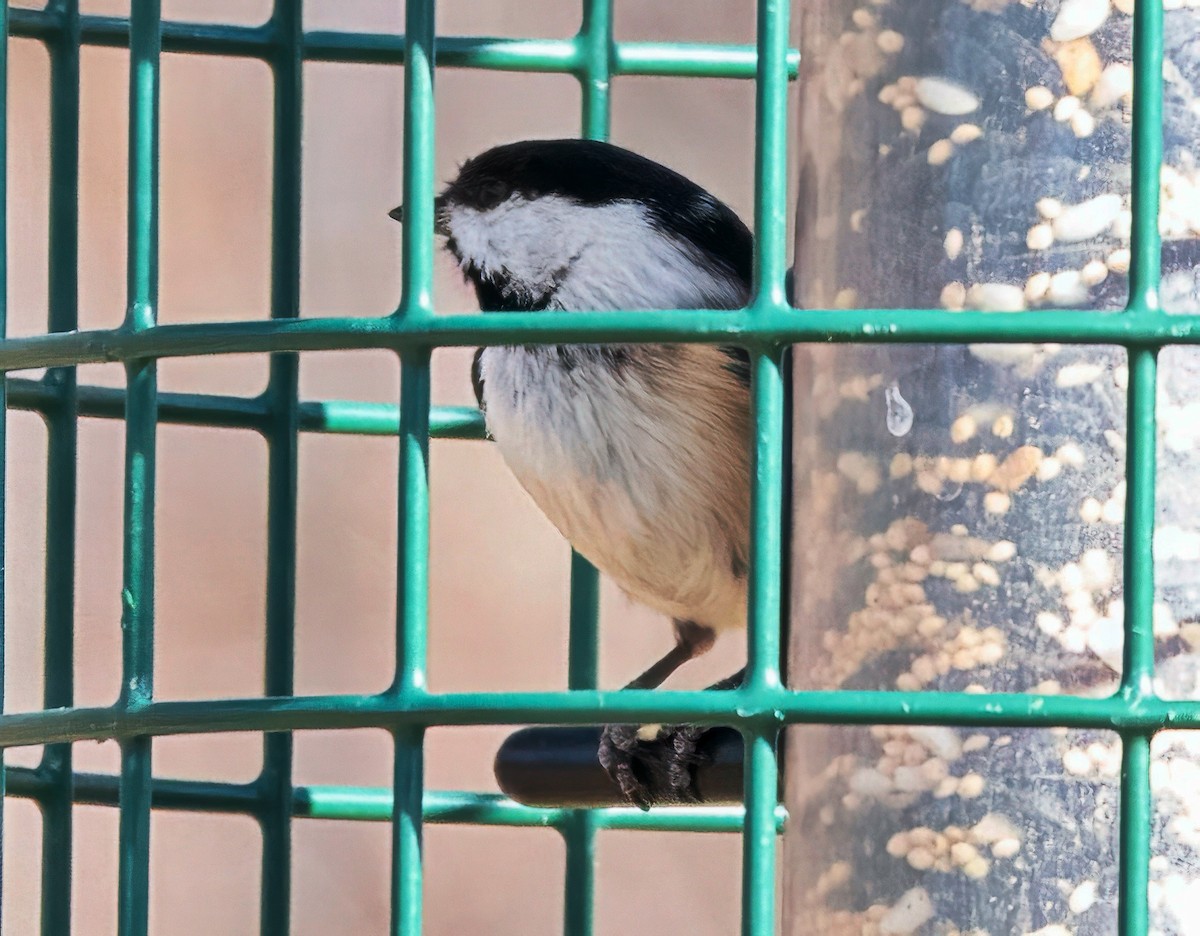 sýkora černohlavá - ML651878337