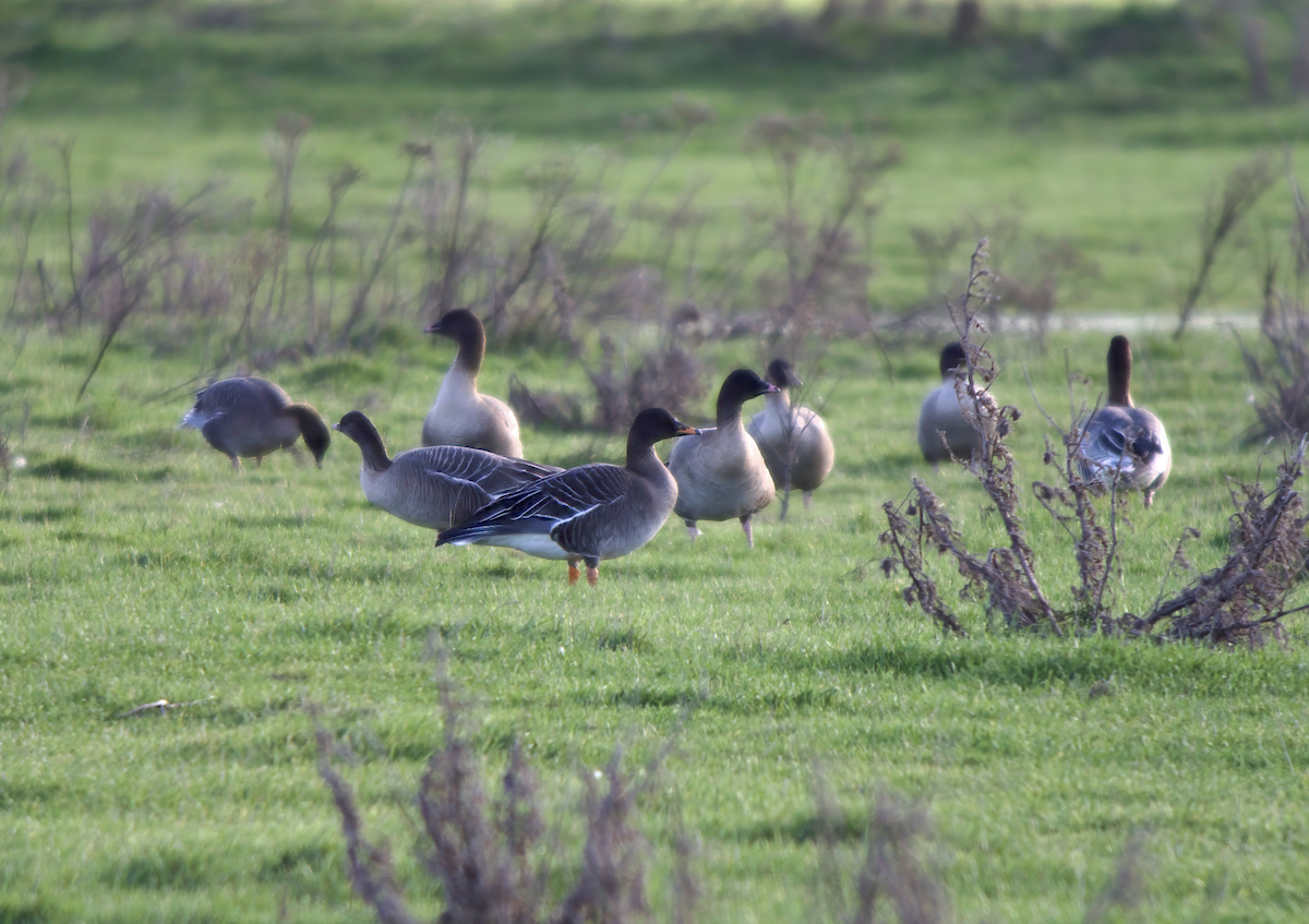 Tundra Bean-Goose - ML651878374