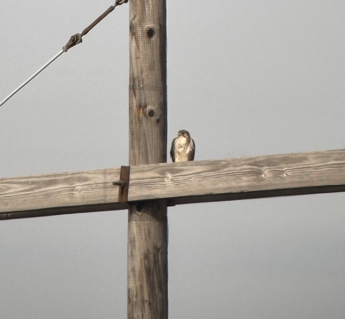 eBird Checklist - 28 Feb 2026 - 22712–22736 E Jericho Rd, Sandborn US ...