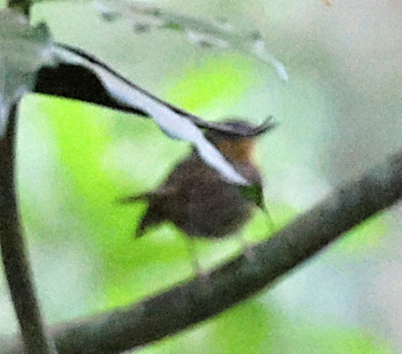 マユジロヒメコマドリ - ML651880031