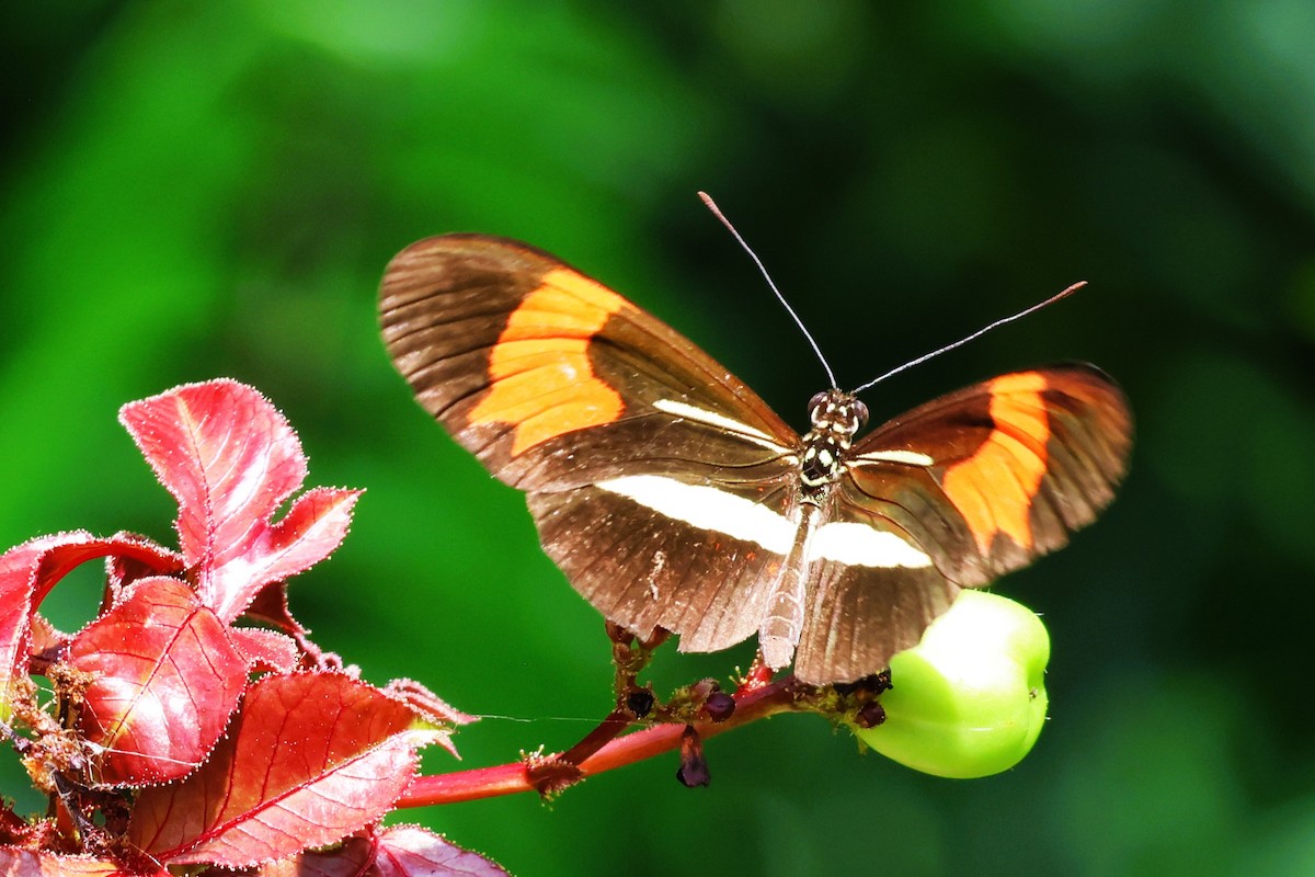 Red Postman - ML651880045