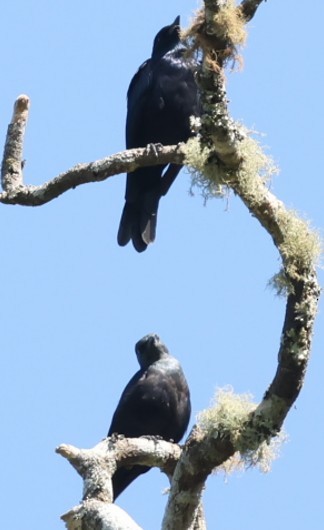 コンゴテリムク - ML651880416