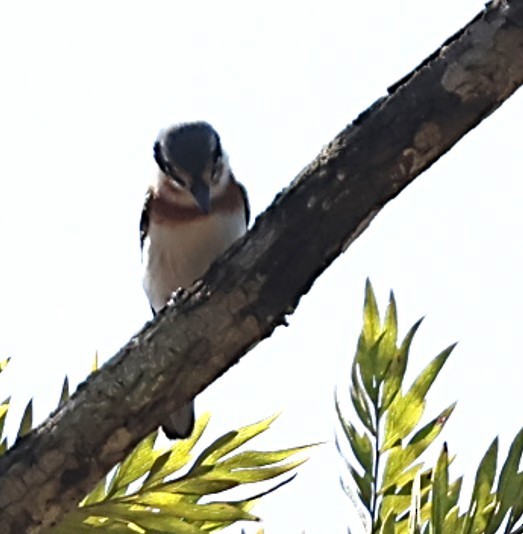 シラフセワタビタキ - ML651880913