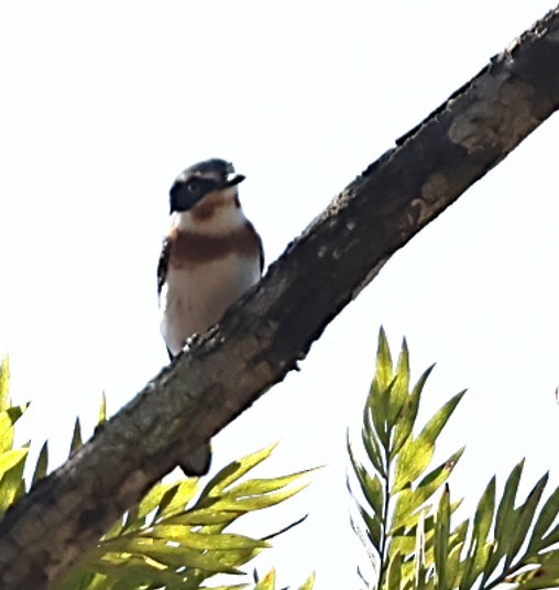 シラフセワタビタキ - ML651880922