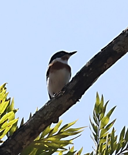 シラフセワタビタキ - ML651880943