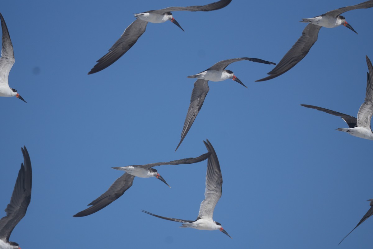 Black Skimmer - ML651881355