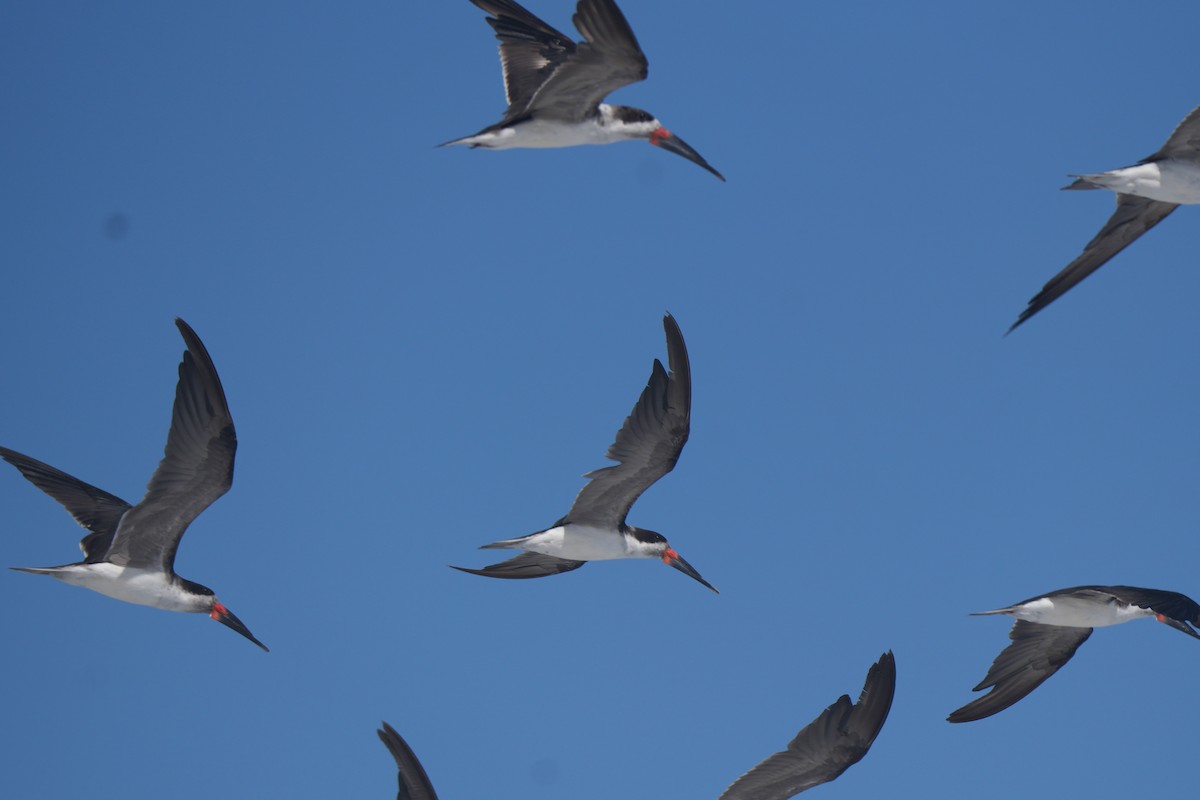 Black Skimmer - ML651881356
