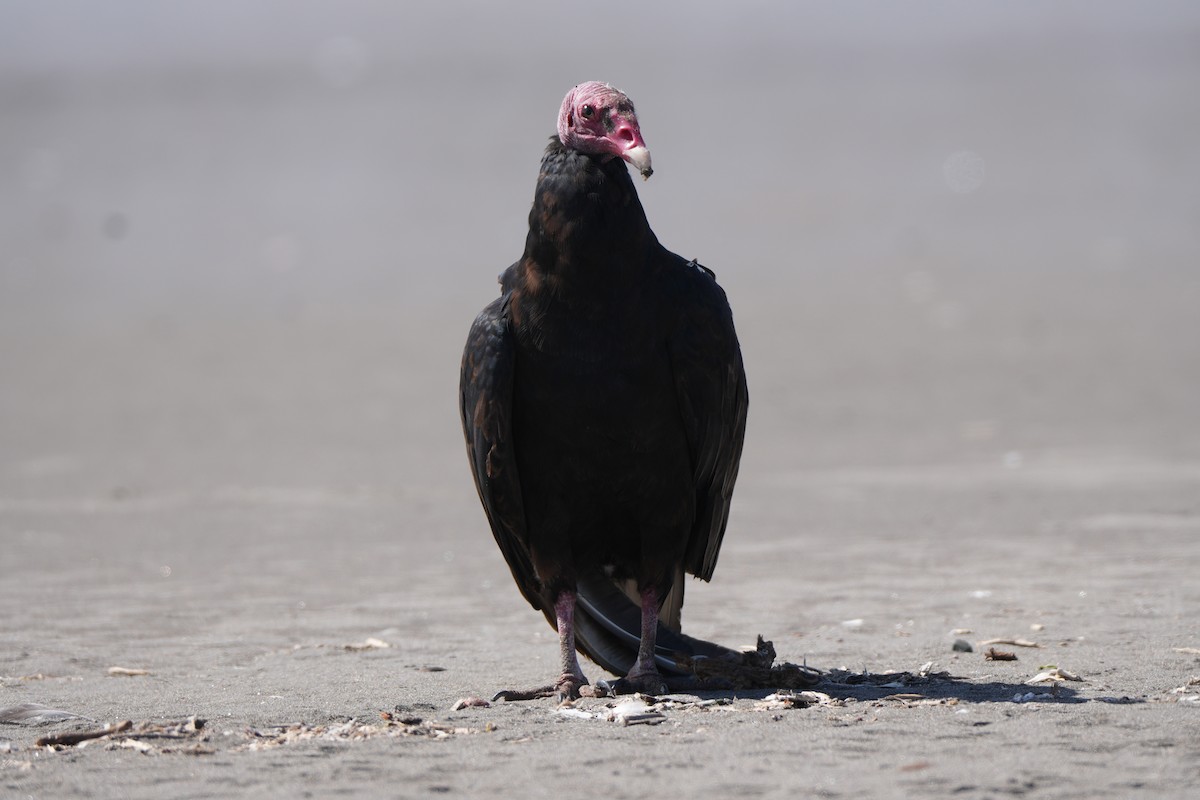 Turkey Vulture - ML651881375