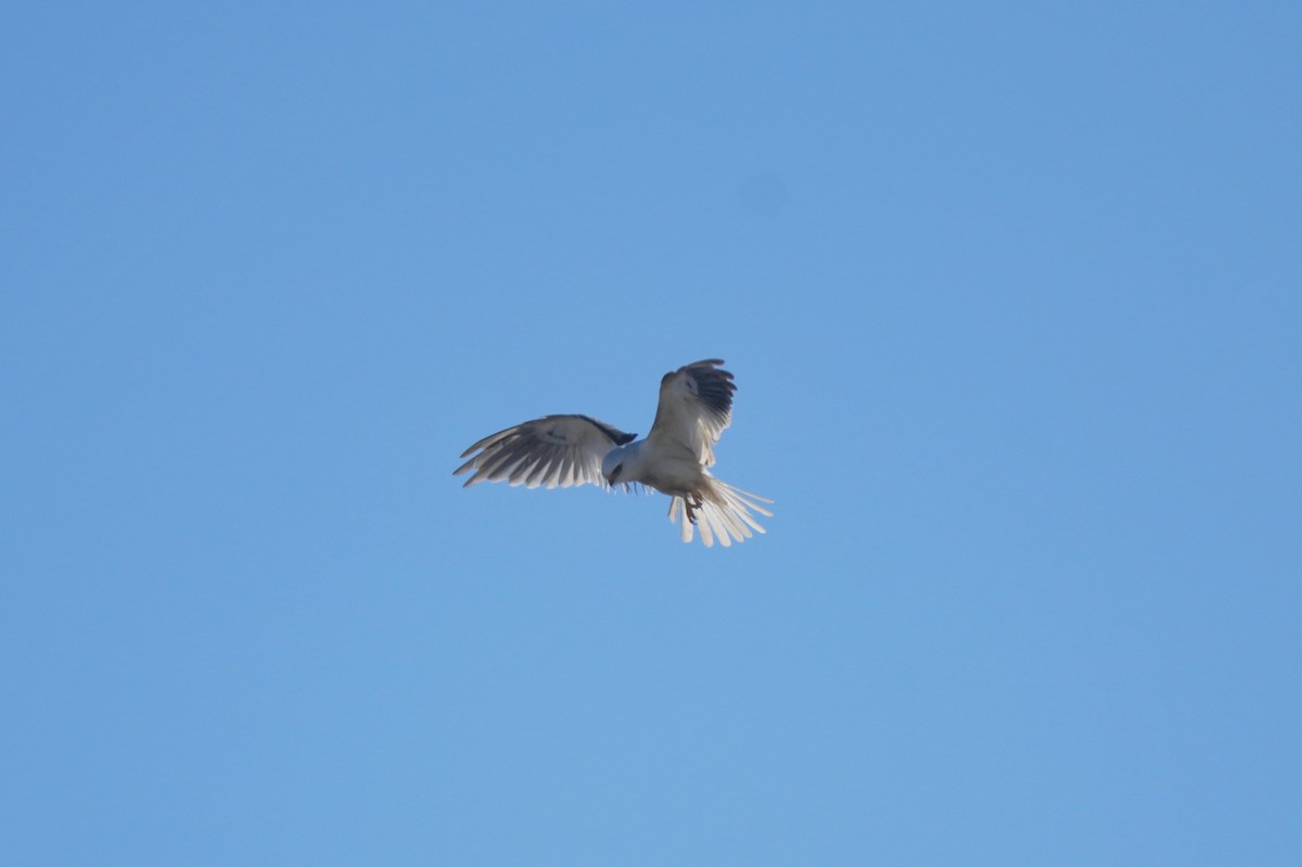 White-tailed Kite - ML651881393