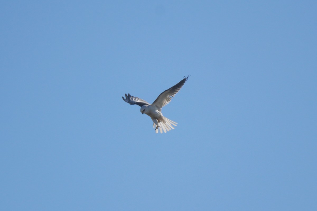 White-tailed Kite - ML651881394