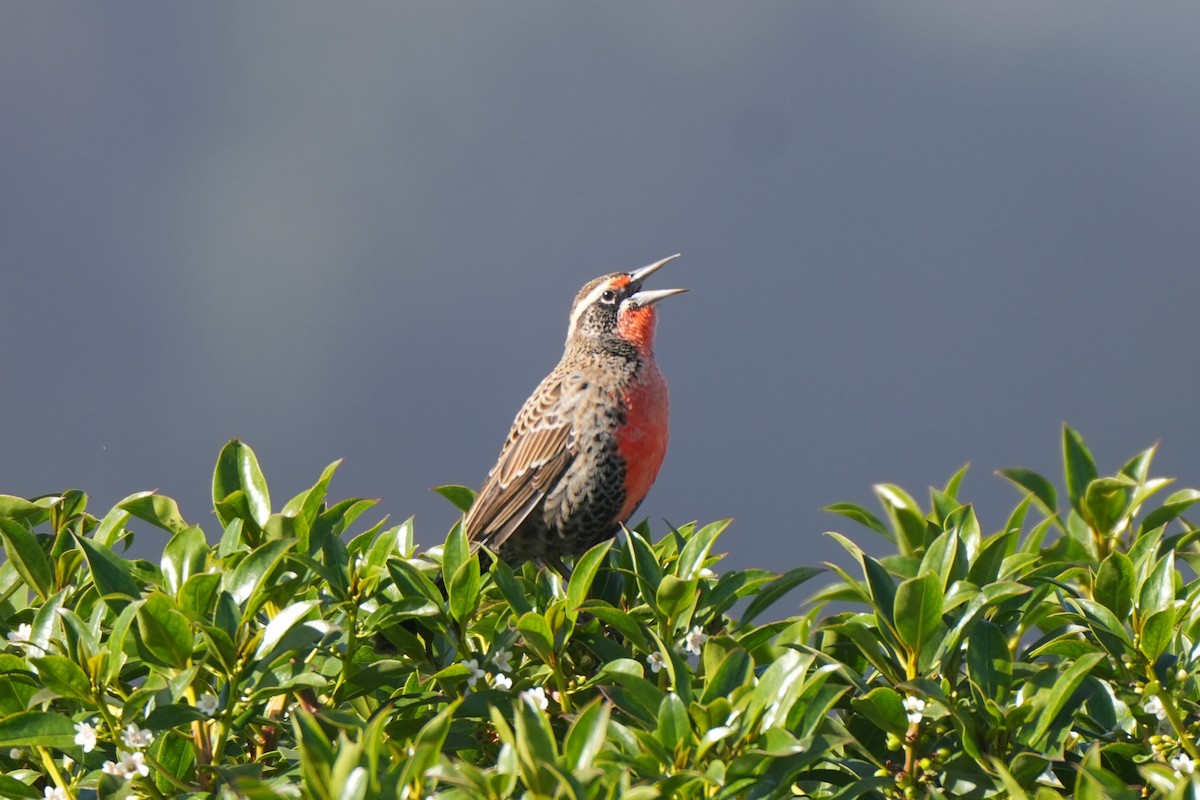 Long-tailed Meadowlark - ML651881410