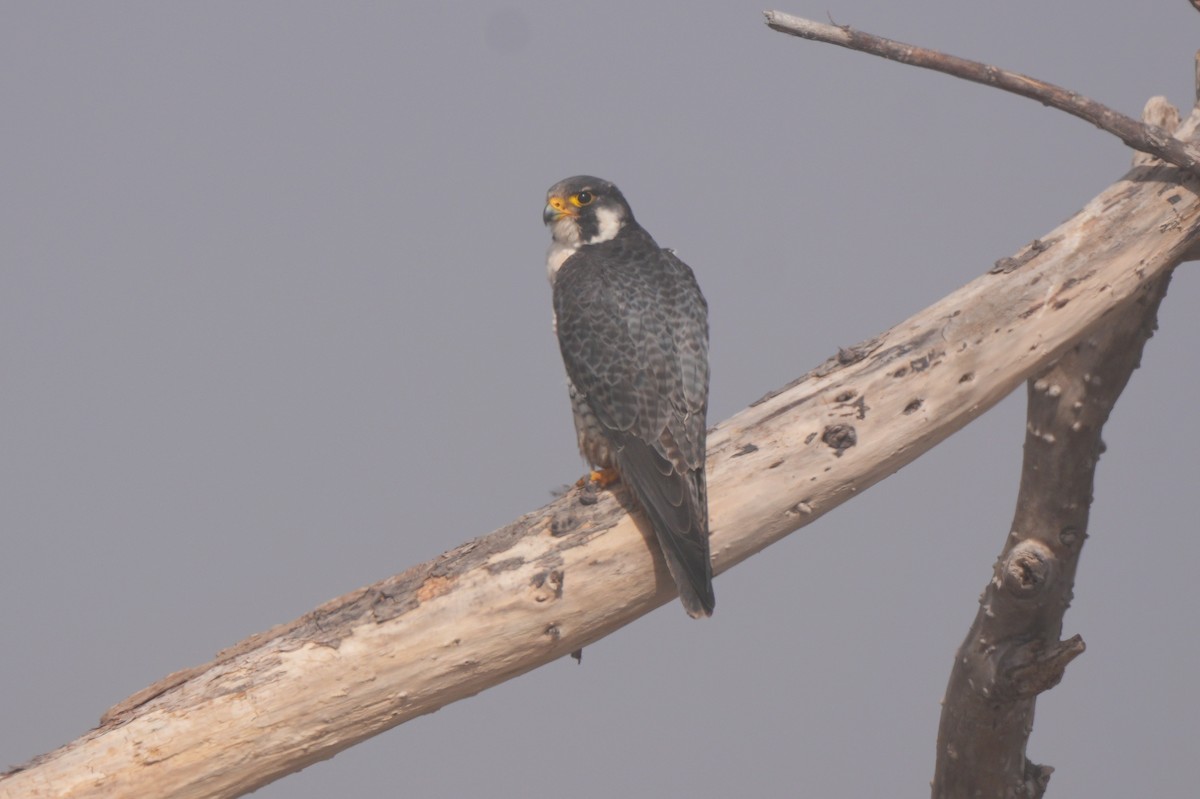 Peregrine Falcon - ML651881425