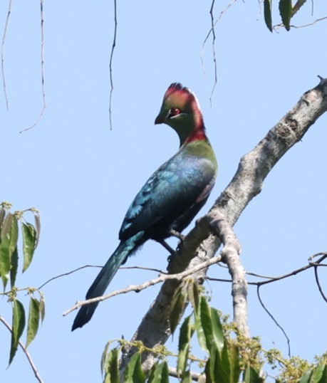 フィッシャーエボシドリ - ML651881635