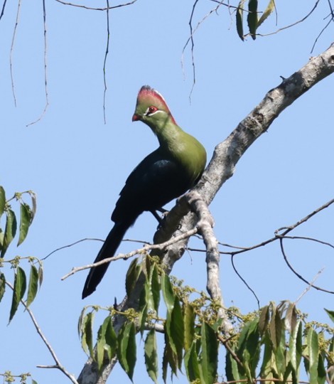 フィッシャーエボシドリ - ML651881639