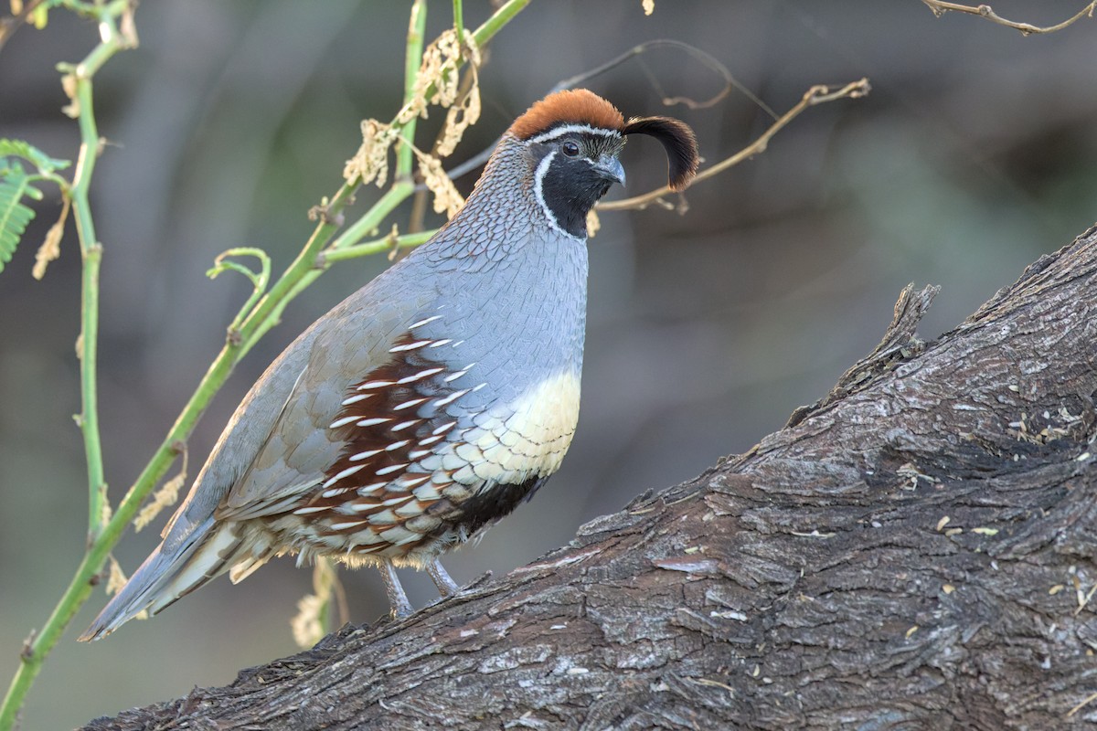 kaliforniavaktel x svartbukvaktel (hybrid) - ML651881642