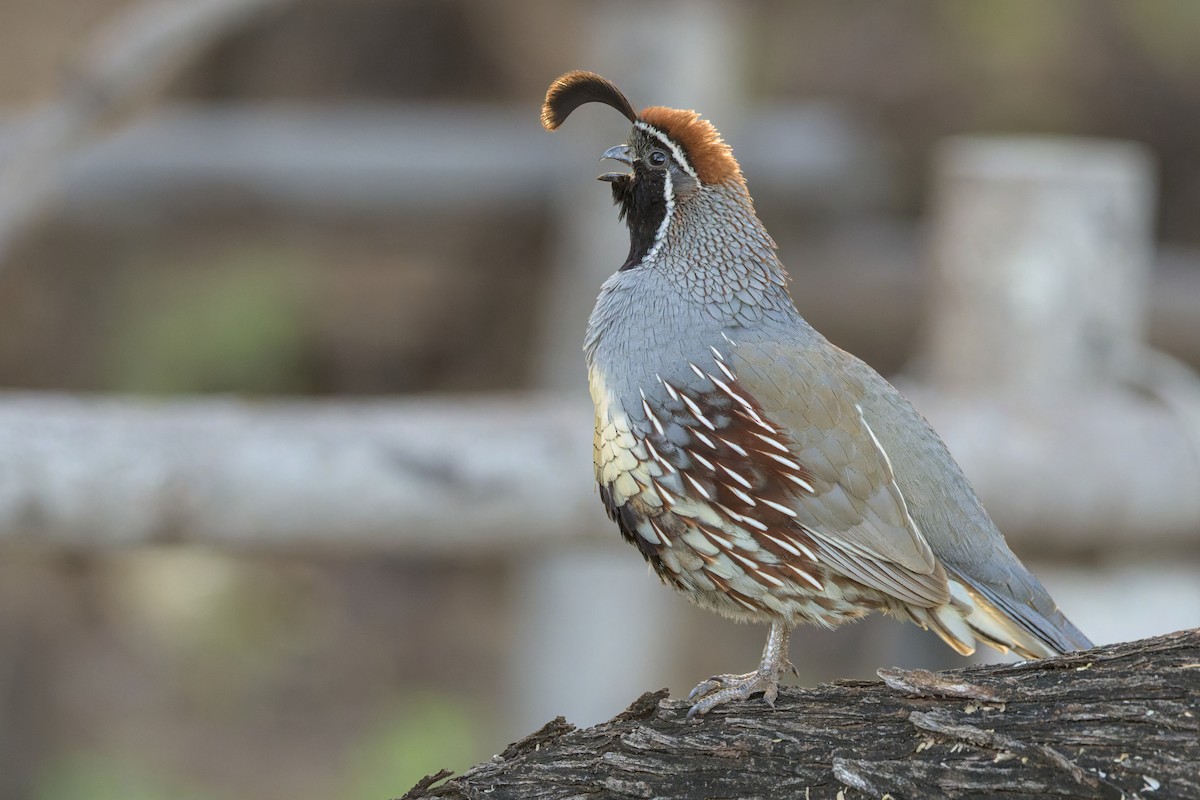 kaliforniavaktel x svartbukvaktel (hybrid) - ML651881643