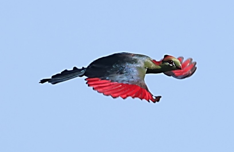 フィッシャーエボシドリ - ML651881644