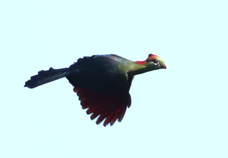 フィッシャーエボシドリ - ML651881658