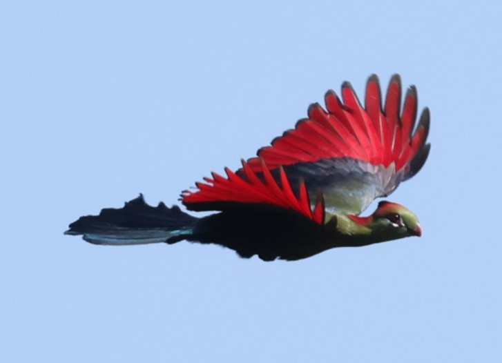 フィッシャーエボシドリ - ML651881669