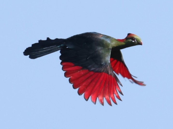 フィッシャーエボシドリ - ML651881676