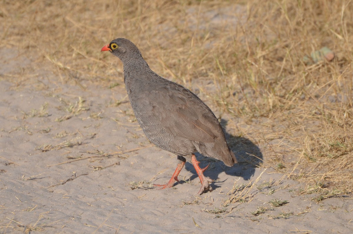 サザナミシャコ - ML651882437