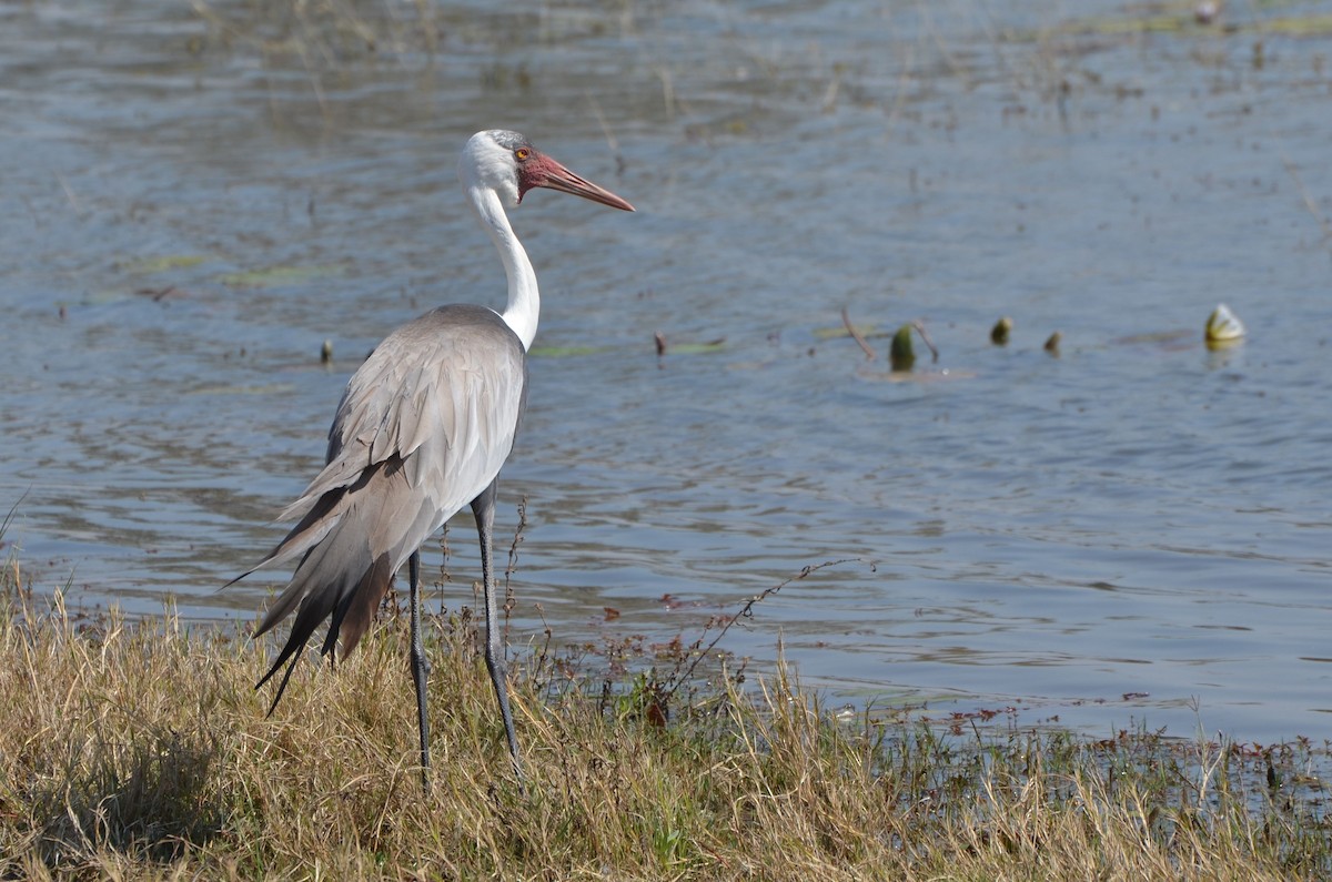Wattled Crane - ML651882508