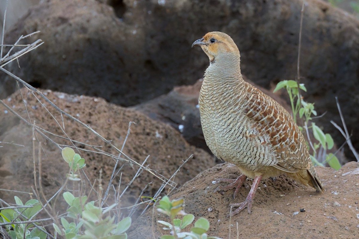 gråfrankolin - ML651882974