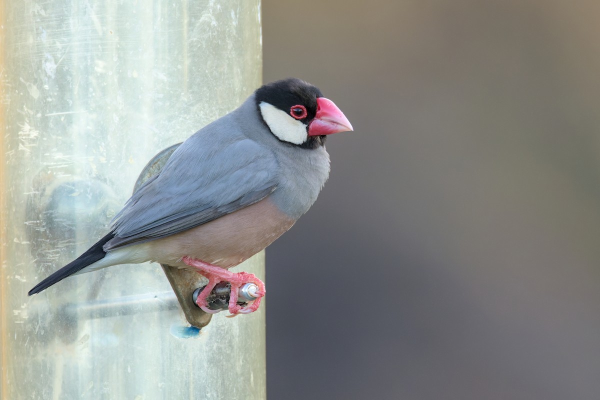 javarisfugl - ML651882983