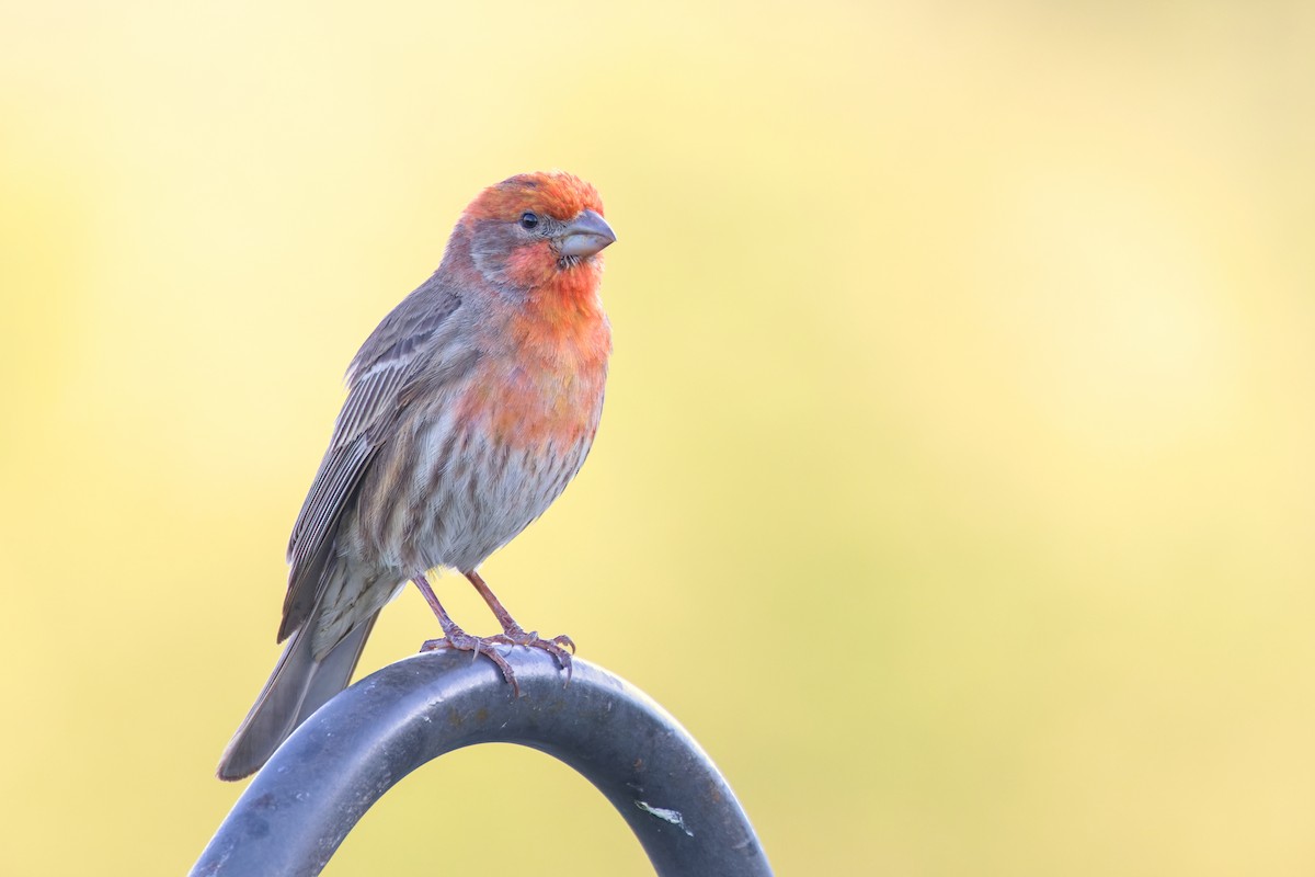 husrosenfink - ML651882988