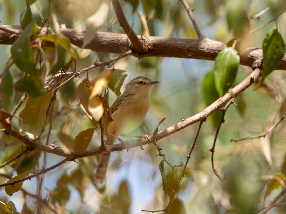 Tawny-flanked Prinia - ML651883049