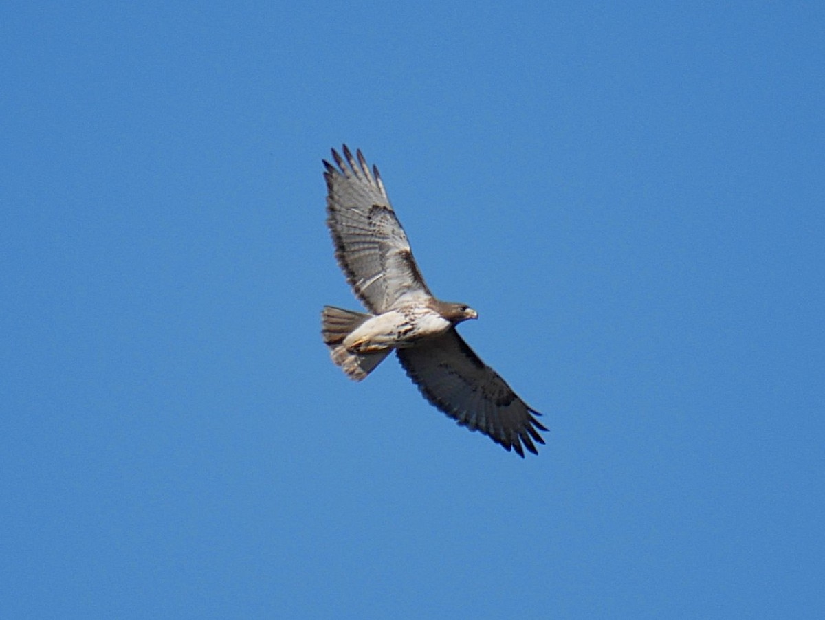 Red-tailed Hawk - ML651883404