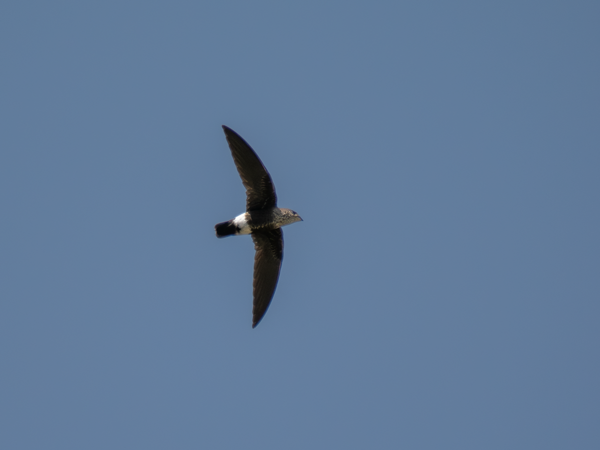 Baobab İğnekuyruğu - ML651883818