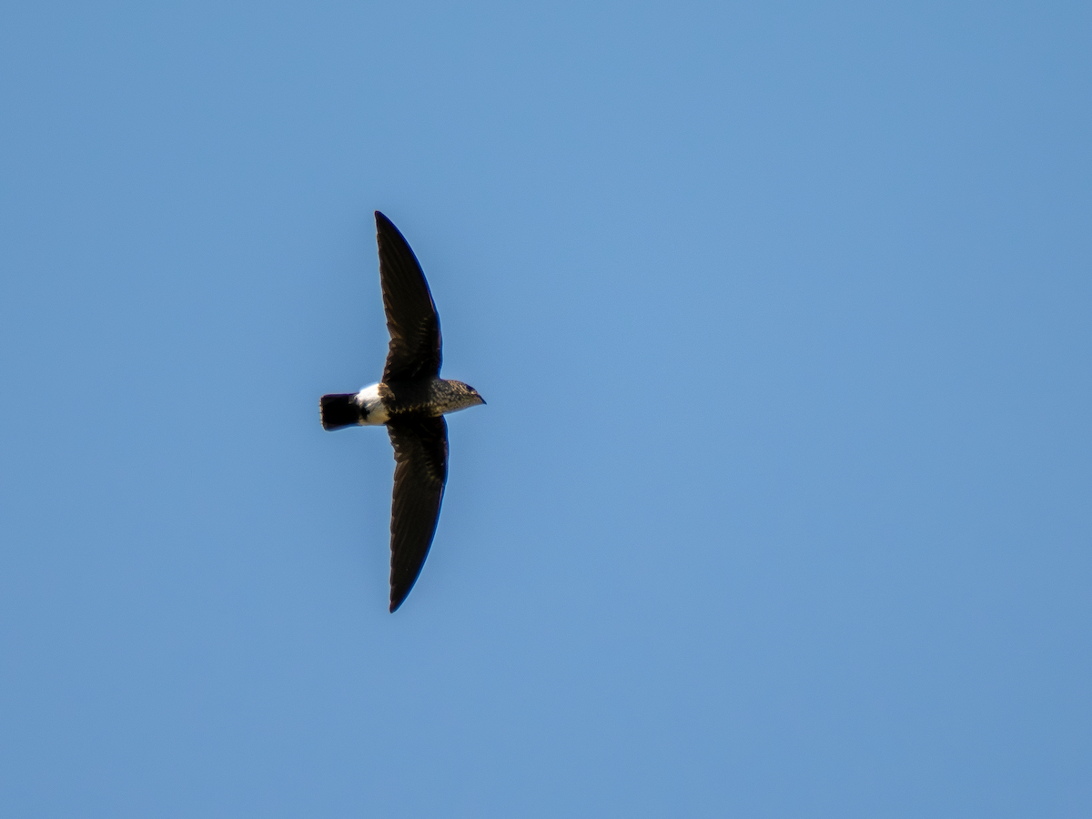 Baobab İğnekuyruğu - ML651883820