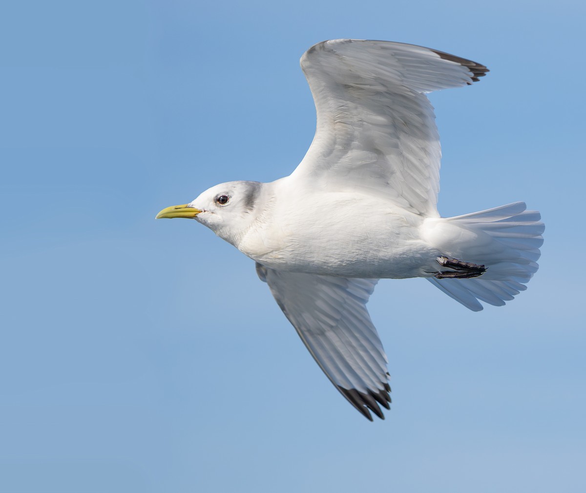 三趾鷗 - ML651884281