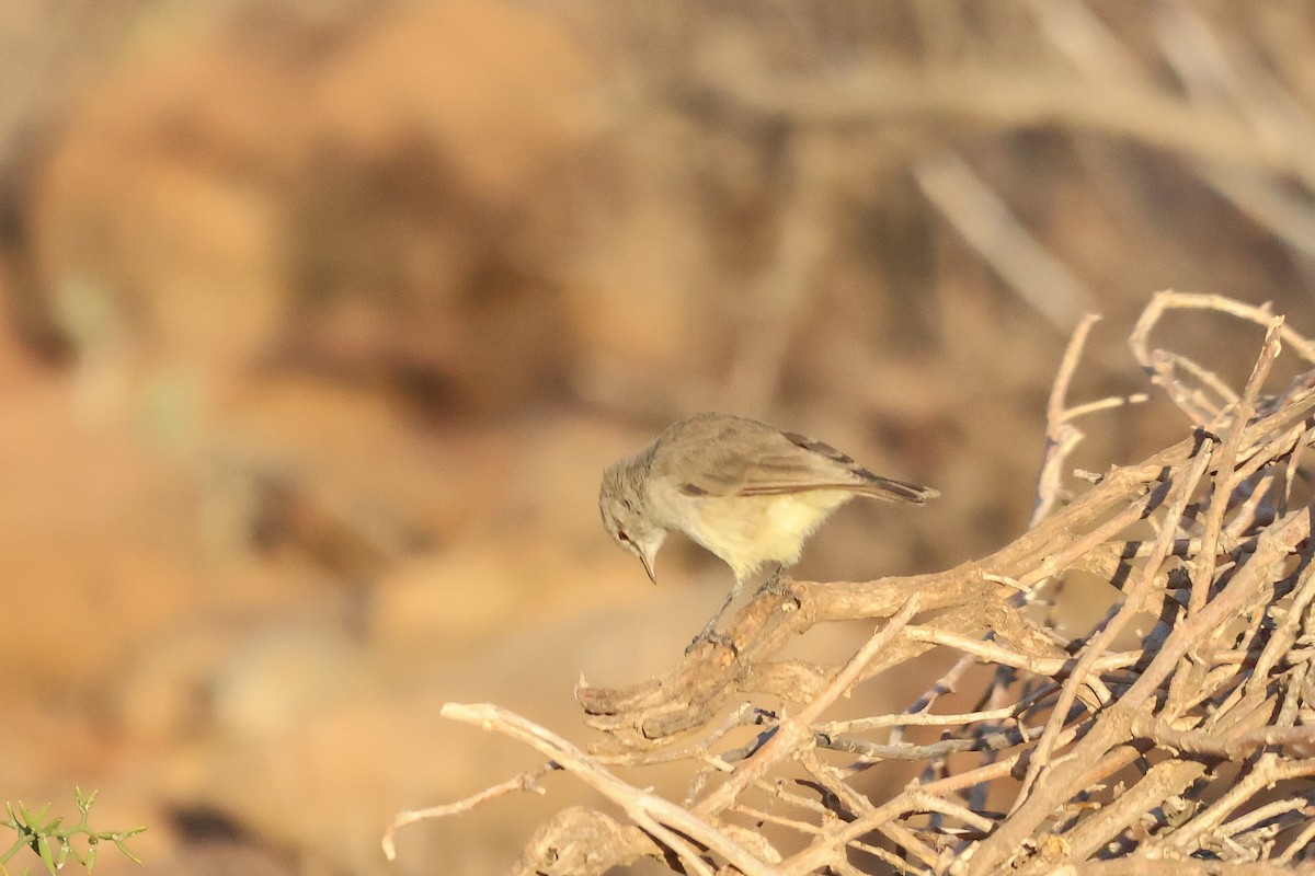 Yellow-bellied Eremomela - ML651884358