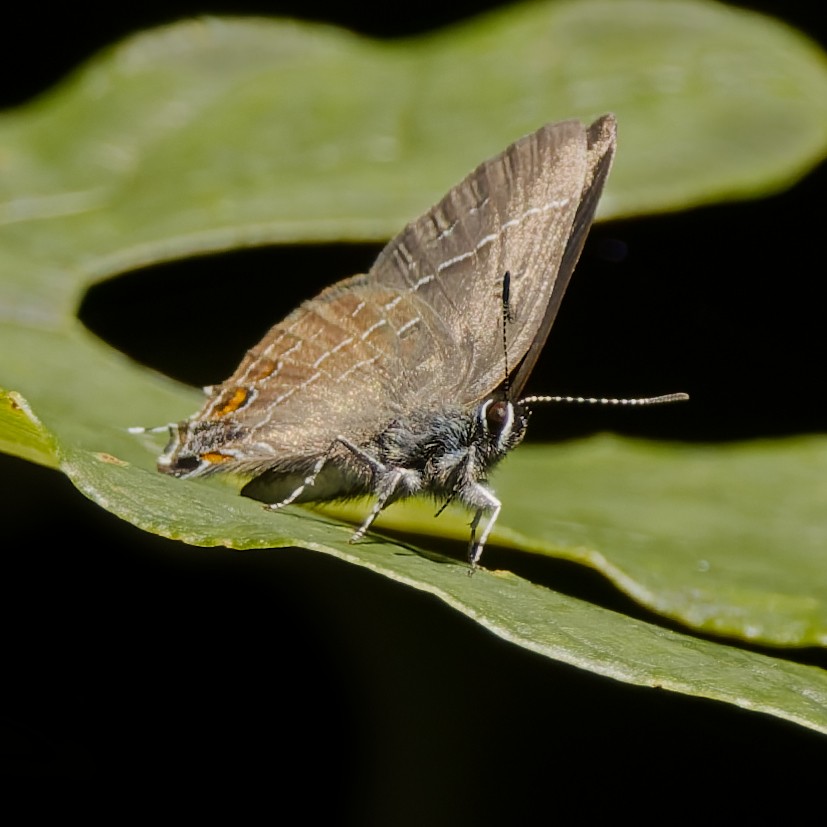 Banded Hairstreak - ML651884519