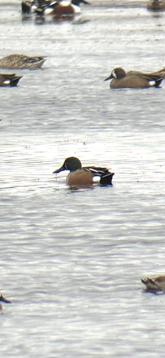Blue-winged Teal x Northern Shoveler (hybrid) - ML651885136