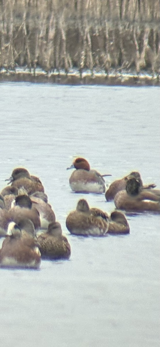 赤頸鴨 - ML651885147