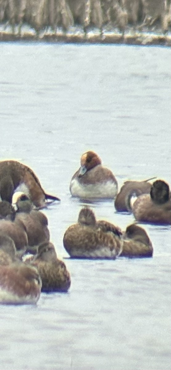 赤頸鴨 - ML651885148